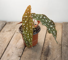 Load image into Gallery viewer, Begonia Maculata &#39;Polkadot&#39; | 4&quot;
