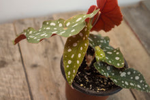 Load image into Gallery viewer, Begonia Maculata &#39;Polkadot&#39; | 4&quot;
