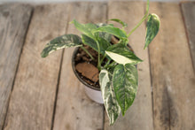 Load image into Gallery viewer, Epipremnum pinnatum &#39;Cebu Blue Pothos&#39; Var. | 4&quot; Variegated Plant
