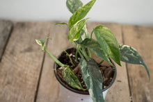 Load image into Gallery viewer, Epipremnum pinnatum &#39;Cebu Blue Pothos&#39; Var. | 4&quot; Variegated Plant
