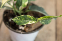 Load image into Gallery viewer, Epipremnum pinnatum &#39;Cebu Blue Pothos&#39; Var. | 4&quot; Variegated Plant
