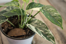 Load image into Gallery viewer, Epipremnum pinnatum &#39;Cebu Blue Pothos&#39; Var. | 4&quot; Variegated Plant
