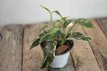 Load image into Gallery viewer, Epipremnum pinnatum &#39;Cebu Blue Pothos&#39; Var. | 4&quot; Variegated Plant
