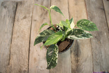 Load image into Gallery viewer, Epipremnum pinnatum &#39;Cebu Blue Pothos&#39; Var. | 4&quot; Variegated Plant
