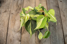 Load image into Gallery viewer, Philodendron Hederaceum &#39;Cream Splash&#39; | 4&quot;
