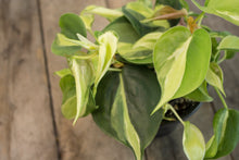 Load image into Gallery viewer, Philodendron Hederaceum &#39;Cream Splash&#39; | 4&quot;
