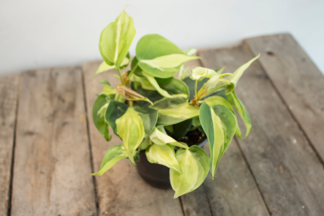 Philodendron Hederaceum 'Cream Splash' | 4