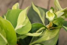 Load image into Gallery viewer, Philodendron Hederaceum &#39;Cream Splash&#39; | 4&quot;
