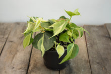 Load image into Gallery viewer, Philodendron Hederaceum &#39;Cream Splash&#39; | 4&quot;
