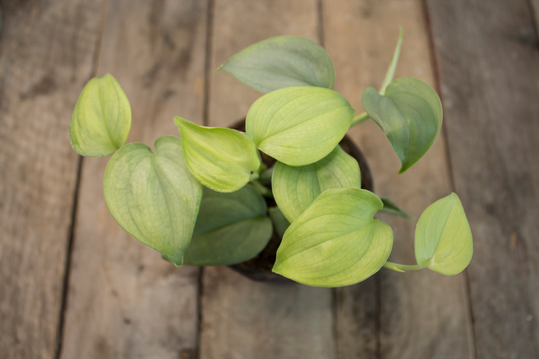 Scindapsus Hederaceum 'Blue Satin' | 4