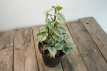 Load image into Gallery viewer, Philodendron Brandtianum | 4&quot;
