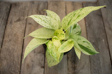 Load image into Gallery viewer, Epipremnum Aureum &#39;Marble Queen&#39;  | 4&quot; &#39;Snow Queen&#39;
