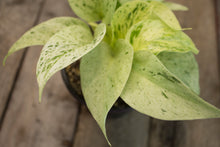 Load image into Gallery viewer, Epipremnum Aureum &#39;Marble Queen&#39;  | 4&quot; &#39;Snow Queen&#39;
