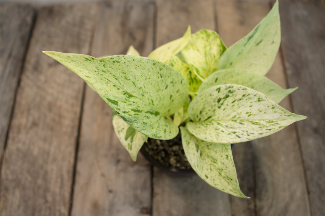 Epipremnum Aureum 'Marble Queen'  | 4