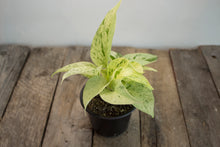 Load image into Gallery viewer, Epipremnum Aureum &#39;Marble Queen&#39;  | 4&quot; &#39;Snow Queen&#39;
