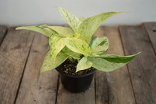 Load image into Gallery viewer, Epipremnum Aureum &#39;Marble Queen&#39;  | 4&quot; &#39;Snow Queen&#39;
