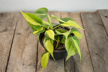 Load image into Gallery viewer, Philodendron Hederaceum &#39;Brasil&#39; | 4&quot;
