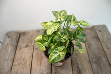 Load image into Gallery viewer, Syngonium Podophyllum &#39;Pixie&#39; | 5&quot;
