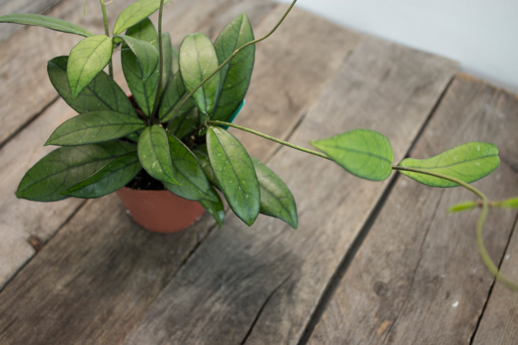 Hoya Crassipetiolata | 3