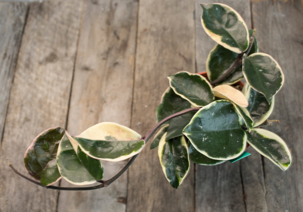 Hoya Carnosa 'Crimson Queen' | 4