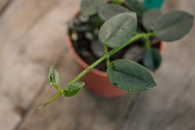 Load image into Gallery viewer, Hoya Lithophytica | 3&quot;
