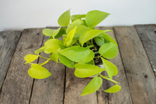 Load image into Gallery viewer, Epipremnun Aureum &#39;Neon Pothos&#39; | 4.5&quot;
