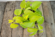 Load image into Gallery viewer, Epipremnun Aureum &#39;Neon Pothos&#39; | 4.5&quot;
