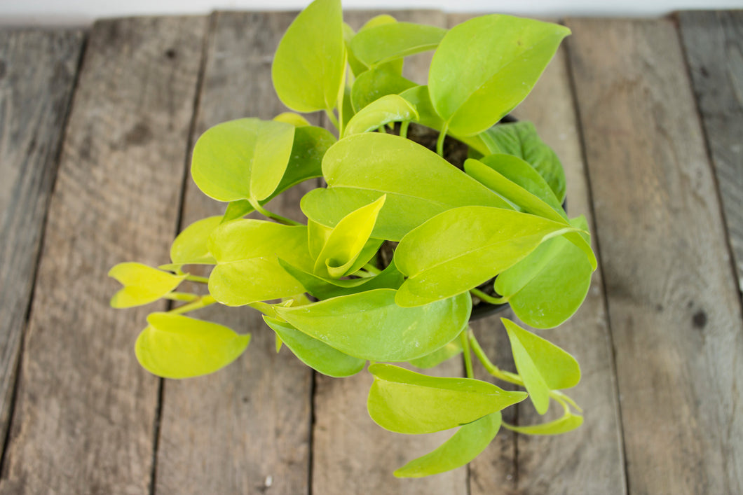 Epipremnun Aureum 'Neon Pothos' | 4.5