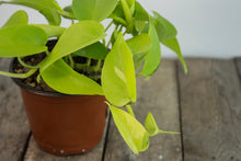 Load image into Gallery viewer, Epipremnun Aureum &#39;Neon Pothos&#39; | 4.5&quot;
