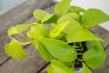 Load image into Gallery viewer, Epipremnun Aureum &#39;Neon Pothos&#39; | 4.5&quot;
