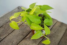 Load image into Gallery viewer, Epipremnun Aureum &#39;Neon Pothos&#39; | 4.5&quot;
