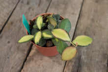 Load image into Gallery viewer, Hoya Burtoniae Variegated | 3&quot;
