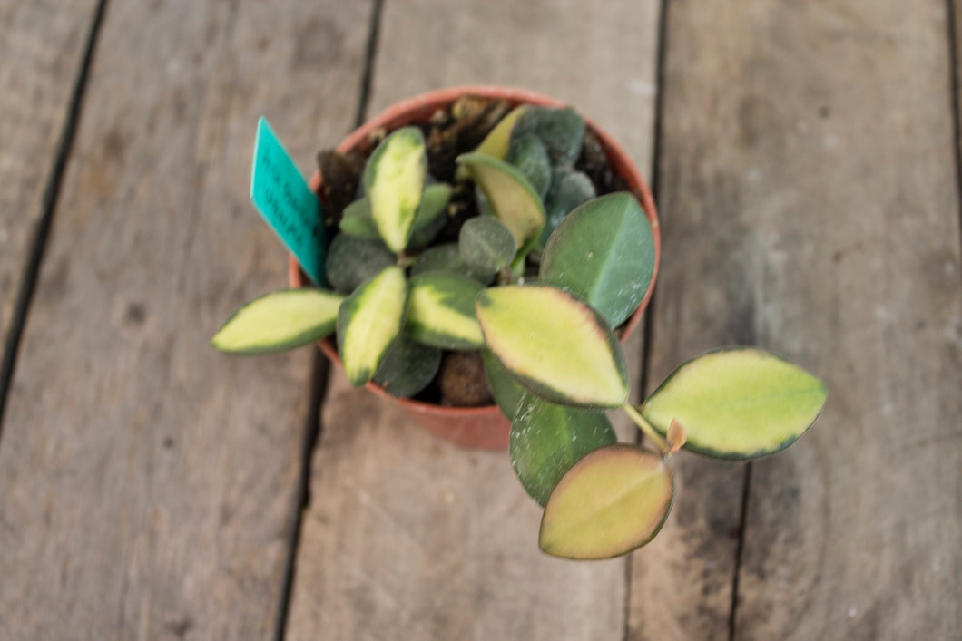 Hoya Burtoniae Variegated | 3