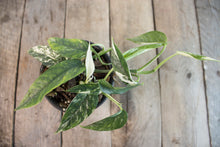 Load image into Gallery viewer, Epipremnum pinnatum &#39;Cebu Blue Pothos&#39; Var. | 4&quot; plant A
