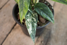 Load image into Gallery viewer, Epipremnum pinnatum &#39;Cebu Blue Pothos&#39; Var. | 4&quot; plant A
