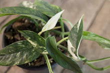 Load image into Gallery viewer, Epipremnum pinnatum &#39;Cebu Blue Pothos&#39; Var. | 4&quot; plant A
