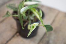 Load image into Gallery viewer, Epipremnum pinnatum &#39;Cebu Blue Pothos&#39; Var. | 4&quot; plant A
