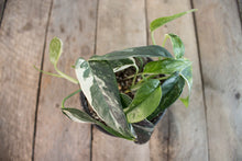 Load image into Gallery viewer, Epipremnum pinnatum &#39;Cebu Blue Pothos&#39; Var. | 4&quot; plant B
