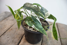 Load image into Gallery viewer, Epipremnum pinnatum &#39;Cebu Blue Pothos&#39; Var. | 4&quot; plant B
