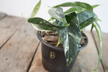 Load image into Gallery viewer, Epipremnum pinnatum &#39;Cebu Blue Pothos&#39; Var. | 4&quot; plant B
