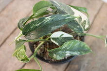 Load image into Gallery viewer, Epipremnum pinnatum &#39;Cebu Blue Pothos&#39; Var. | 4&quot; plant B
