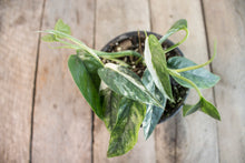 Load image into Gallery viewer, Epipremnum pinnatum &#39;Cebu Blue Pothos&#39; Var. | 4&quot; plant C
