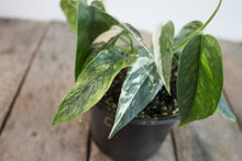 Load image into Gallery viewer, Epipremnum pinnatum &#39;Cebu Blue Pothos&#39; Var. | 4&quot; plant C
