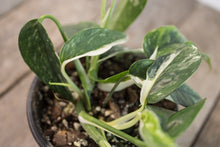 Load image into Gallery viewer, Epipremnum pinnatum &#39;Cebu Blue Pothos&#39; Var. | 4&quot; plant C
