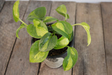 Load image into Gallery viewer, Epipremnum Aureum &#39;Global Green Pothos&#39; | 4&quot;
