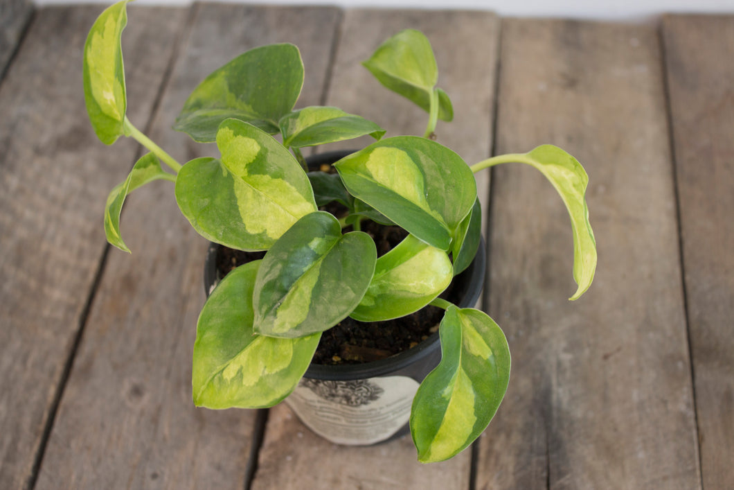 Epipremnum Aureum 'Global Green Pothos' | 4