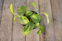 Load image into Gallery viewer, Epipremnum Aureum &#39;Global Green Pothos&#39; | 4&quot;
