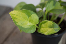 Load image into Gallery viewer, Epipremnum Aureum &#39;Global Green Pothos&#39; | 4&quot;
