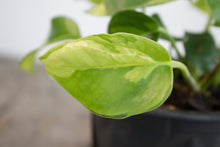 Load image into Gallery viewer, Epipremnum Aureum &#39;Global Green Pothos&#39; | 4&quot;
