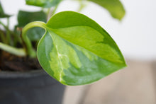 Load image into Gallery viewer, Epipremnum Aureum &#39;Global Green Pothos&#39; | 4&quot;
